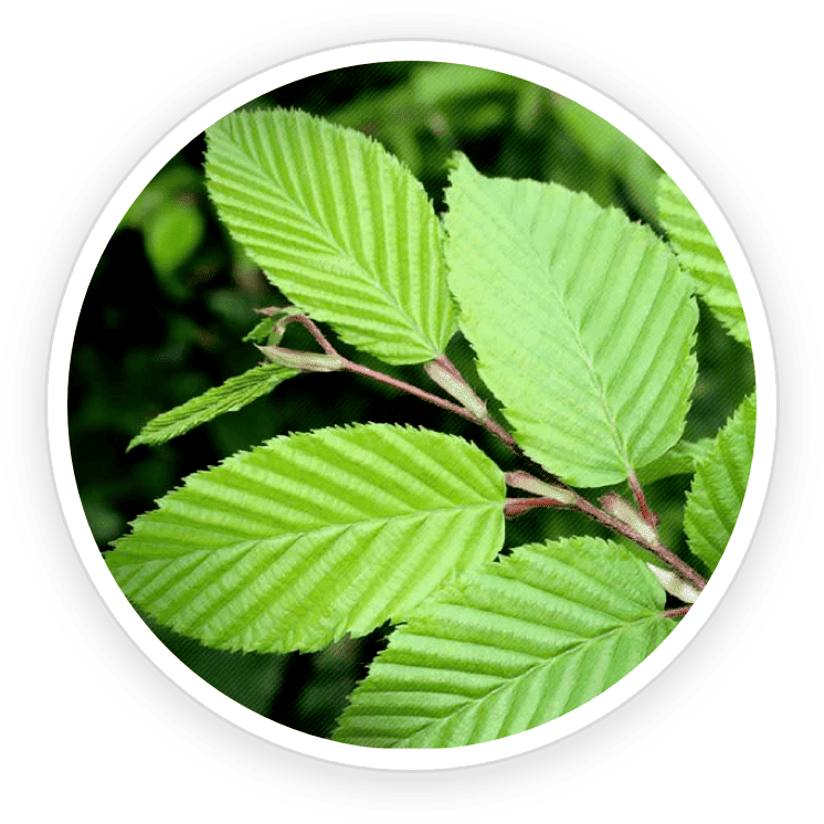 Slippery elm bark